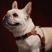 Luxury Leather Pet Harness | Handmade Dog & Cat Collar by Pawrapal | Adjustable Designer Harness