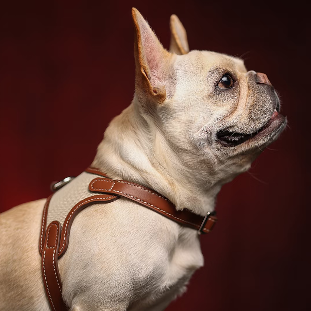Luxury Leather Pet Harness on a French Bulldog, showcasing elegance and premium craftsmanship.